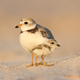 Image for article titled Photos: The beautiful birds that may soon be lost to climate change